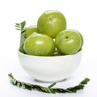 Amla, indisk stikkelsbr, Emblica officinalis