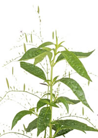 Kan Yang, Andrographis paniculata
