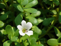 Bacopa monnieri